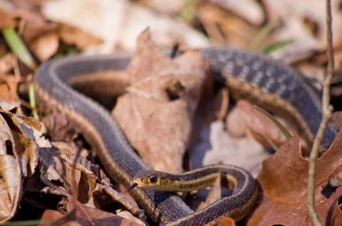 Garter snake on snake Stock Photos