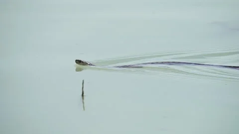 Garter Snake swimming on the surface of the Provo River Video stock 274372548
