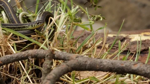 Garter snake (Thamnophis spp.) on the look out for prey 스톡 동영상 119423939