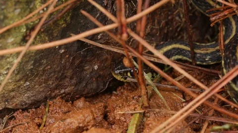 Garter snake (Thamnophis spp.) on the look out for prey Stock-Footage 119423966