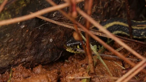 Garter snake (Thamnophis spp.) on the look out for prey Video stock 119423989