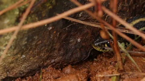 Garter snake (Thamnophis spp.) on the look out for prey Stock-Footage 119423992