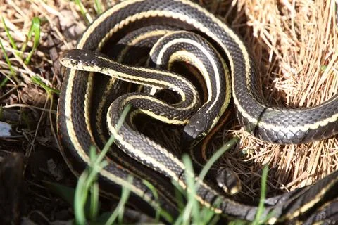 Garter Snakes mating Fotos de archivo