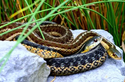 Garter snakes Stock Photos