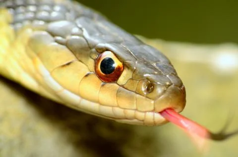 Garter snakes Stock Photos