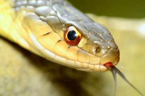 Garter snakes Stock Photos