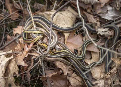 Garter Snakes Stock Photos