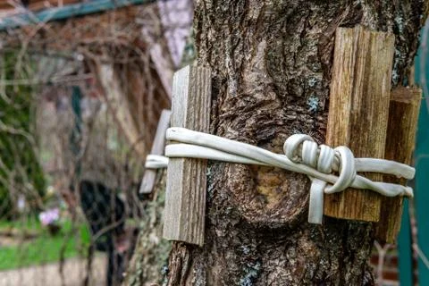 Garter tree Stock Photos