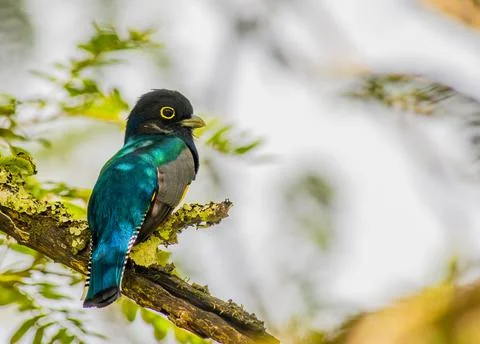 Gartered Trogon perched on a tree in Tikal Stock Photos