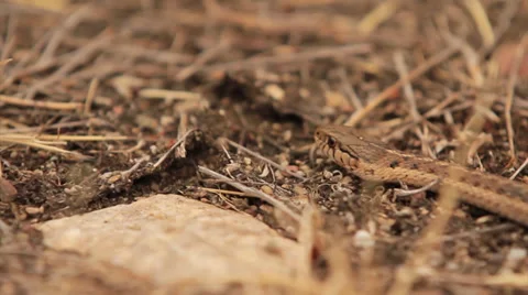 Gartersnake 32s 스톡 동영상 35193370