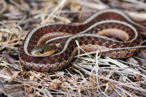 Gartersnake Stock Photos
