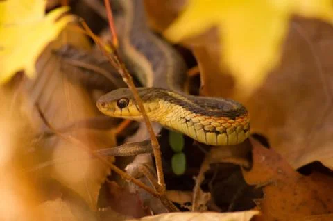 Gartner snake in fall leaves. Stock Photos