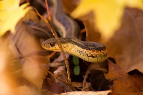 Gartner snake head in fall Stock Photos