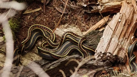 Gartner snakes coil up together Stock Footage 317774320