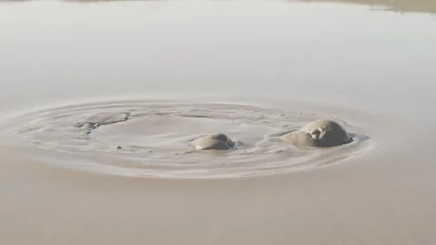 Gas bubbles eruption the surface of mud volcano Stock Footage 304743865