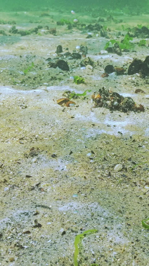 Gas bubbles flows from under sand, seabed covered with biofilm of benthic Stock Footage 338022785
