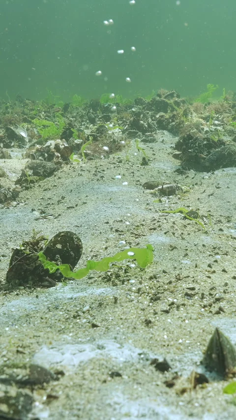 Gas bubbles rise in trickle from sandy seabed covered with thin biofilm Stock Footage 320528234
