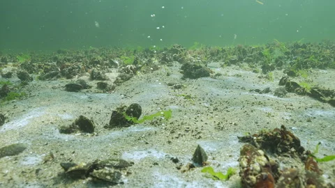 Gas bubbles rise in trickle from sandy seabed covered with thin biofilm Stock Footage 339367801