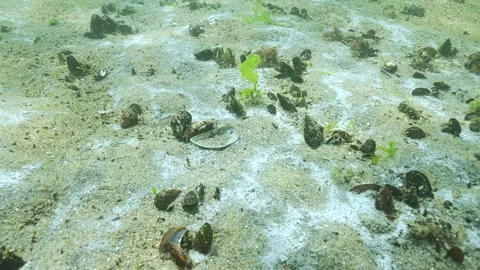 Gas bubbles rise from under sand, sandy seabed is covered with plaque that Stock Footage 333594186