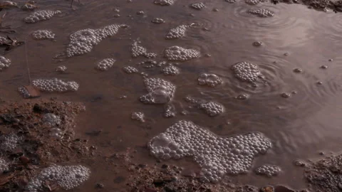 Gas bubbles rises through water and mud Stock Footage 146371636