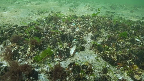 Gas bubbles stream from sandy seabed covered with mussels, sands has thin plaque Stock Footage 333594243
