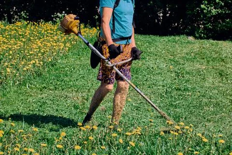 Gas powered string weed trimmer is operate on a field of blooming dandelions. Stock Photos