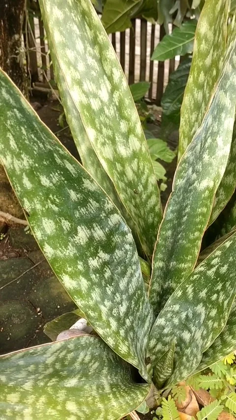 Gastera acinacifalia Stock Footage 325638567