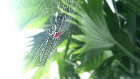 Gasteracantha is making a net Stock Footage 220793432