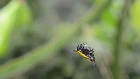 Gasteracantha spider Stock Footage