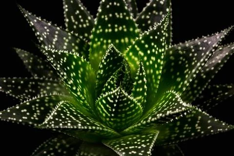 Gasteria apollo Stock Photos