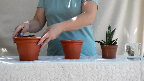Gasteria Stock Footage 199617355