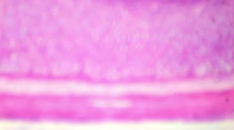 Gastric tissue section under the microscope (Stomach Sec.), Full HD Stock Footage 47027873