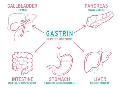 Gastrin informative poster. Editable vector illustration in outline style Stock Illustration