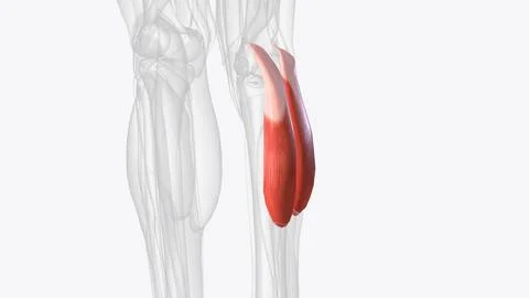 Gastrocnemius forms the major bulk at the back of lower leg and is a very pow Stock Illustration