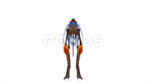 Gastrocnemius muscle Dog muscle Anatomy For Medical Concept 3D ~ Clip ...