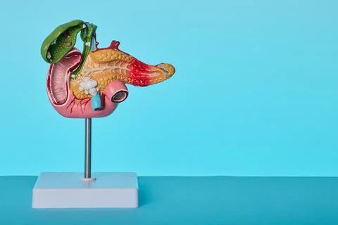 Gastroenterology anatomical model close-up. Diagnostics of duodenal ulcer a.. Stock Photos