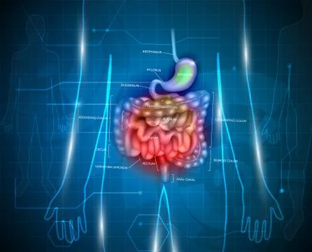 Gastrointestinal tract abstract background Stock Illustration