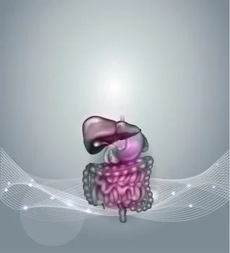 Gastrointestinal tract background Stock Illustration