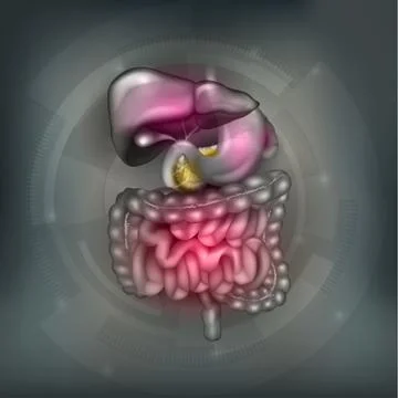 Gastrointestinal tract background Stock Illustration