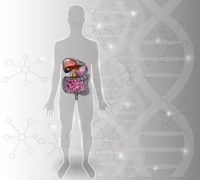Gastrointestinal tract DNA background Stock Illustration