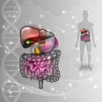 Gastrointestinal tract, human silhouette abstract scientific grey background Stock Illustration