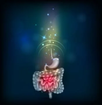 Gastrointestinal tract Stock Illustration