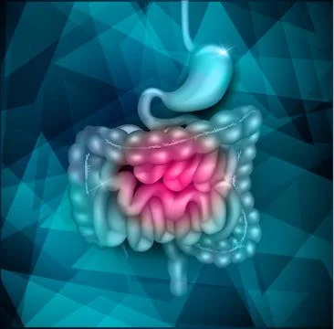 Gastrointestinal tract Stock Illustration
