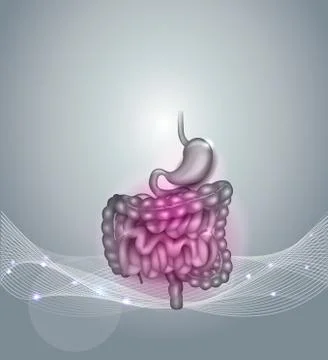 Gastrointestinal tract Illustrazione stock