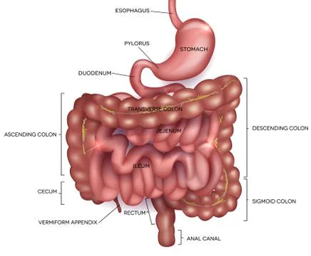 Gastrointestinal tract Stock Illustration