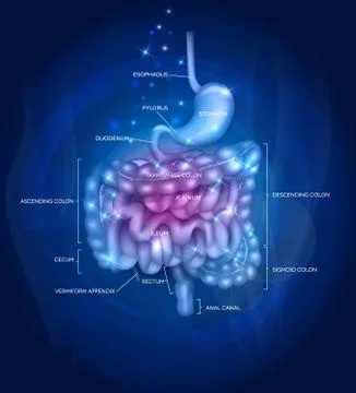 Gastrointestinal tract Stock Illustration