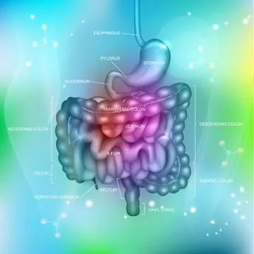 Gastrointestinal tract Stock Illustration