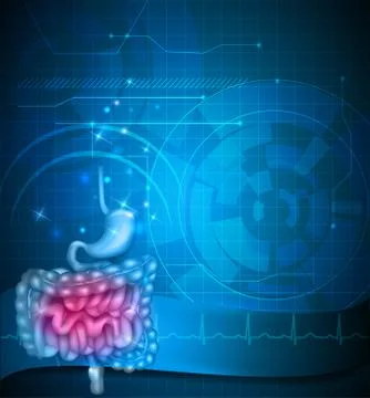 Gastrointestinal tract Stock Illustration