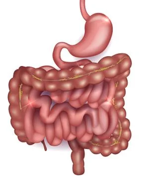 Gastrointestinal tract Stock Illustration