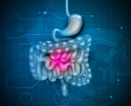 Gastrointestinal tract Stock Illustration